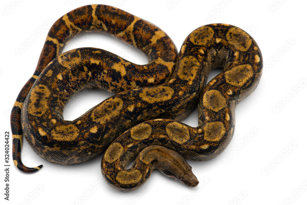 Red Tail Boa isolated on white background Red Tail Boa isolated on white background