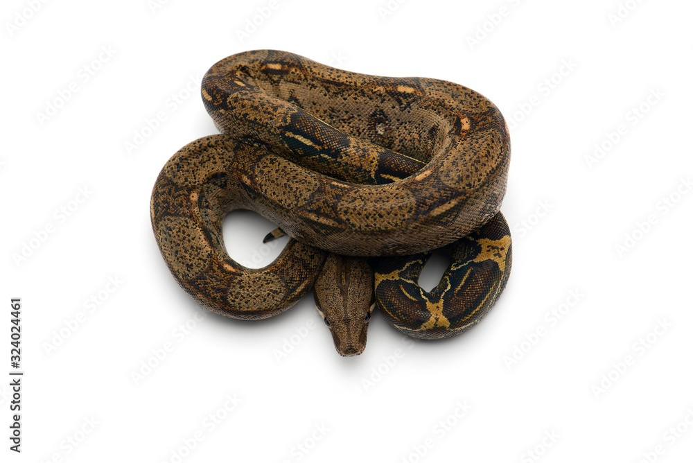 Obraz premium Red Tail Boa isolated on white background