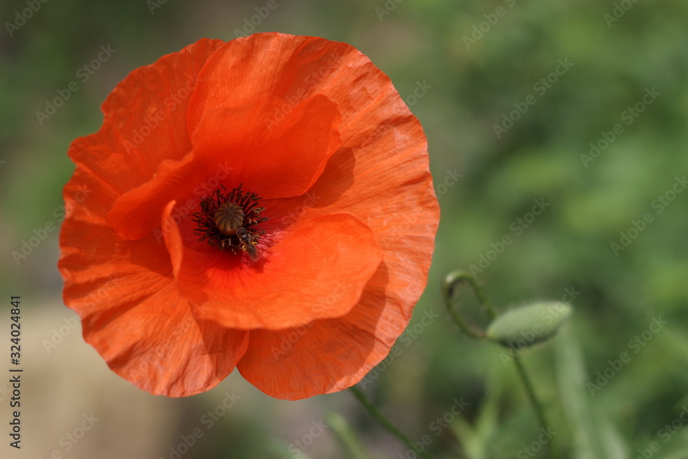 Fototapeta premium Mohn