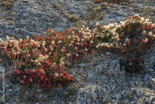 Scrub plants of bright colors on stone surface, Crimea, Russia.