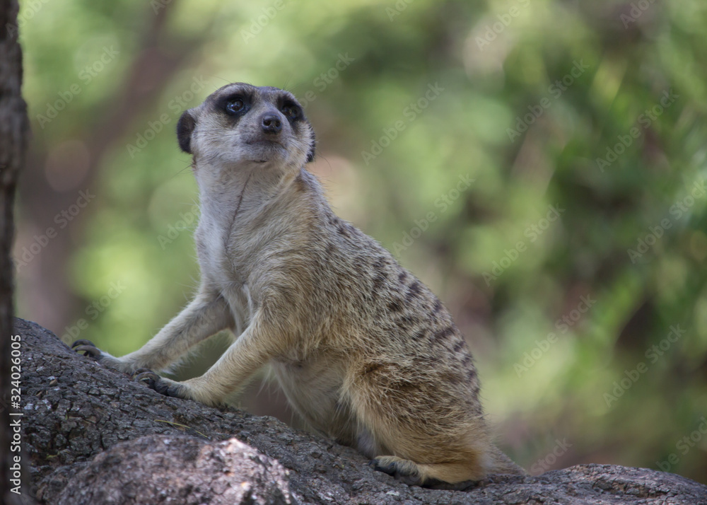Fototapeta premium Suricata salvaje