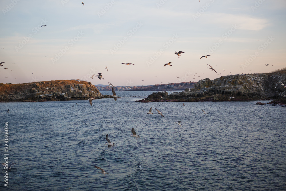 Sunset on the sea, seagulls fly over the waves and the outlines of the stone island. The orange light of the setting sun illuminates the gulls above the sea and the dark water of the Black sea