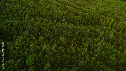 Aerial top view of the tops of pine trees in summer green coniferous forest.