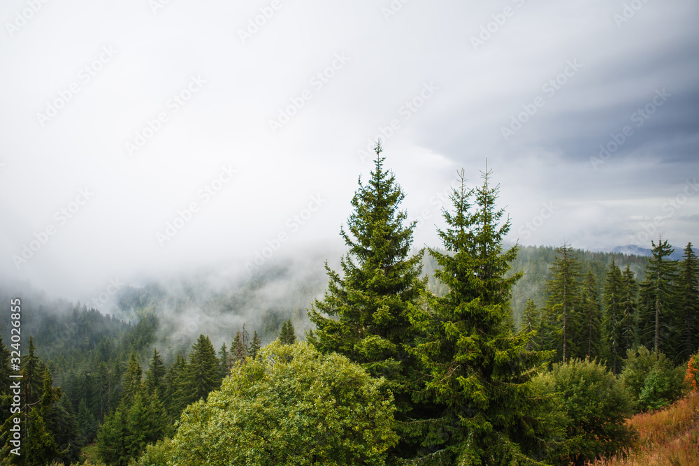 Obraz premium View of the mountains in Bulgaria with the tops of tall fir trees. Wild spruce forest on the slopes of the hills in the Rhodopes