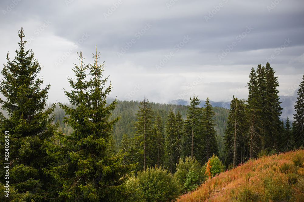 View of the mountains in Bulgaria with the tops of tall fir trees. Wild spruce forest on the slopes of the hills in the Rhodopes View of the mountains in Bulgaria with the tops of tall fir trees. Wild spruce forest on the slopes of the hills in the Rhodopes
