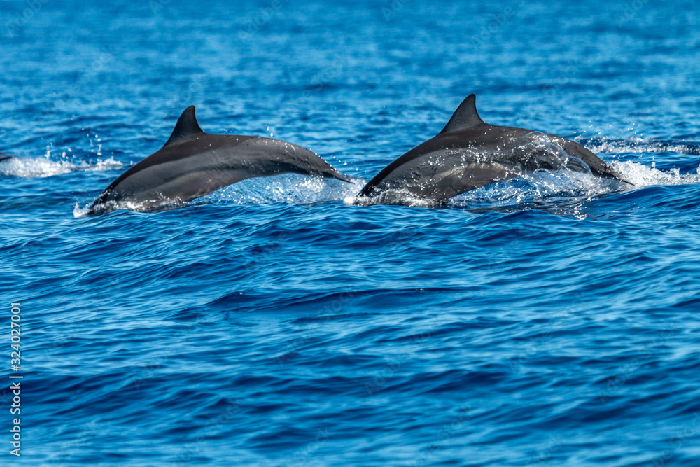 Obraz premium Dauphin - Réunion