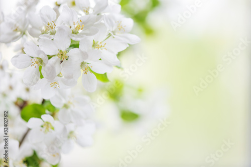 White apple tree flowers