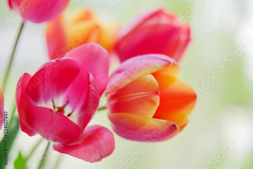 Yellow-pink tulip flowers