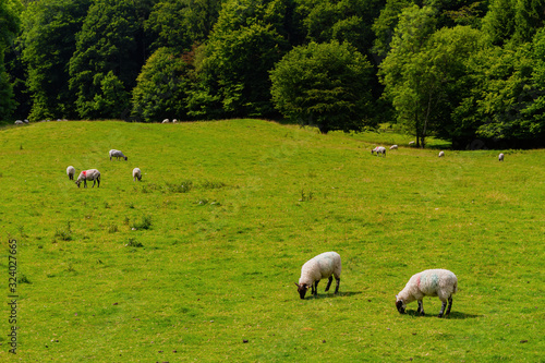 Many sheeps eating grass around Lake Windermere