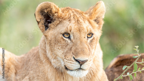 Lion - Masa   Mara Kenya