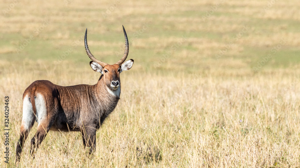 Fototapeta premium Kenya - Masaï Mara