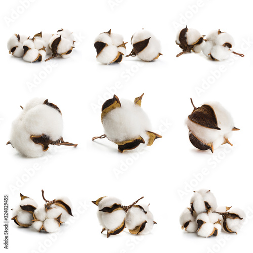 Wallpaper Mural Set of several flowers of cotton isolated on a white background Torontodigital.ca