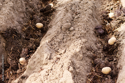 Wallpaper Mural Spring planting of potatoes in the soil with manure. Agricultural work Torontodigital.ca