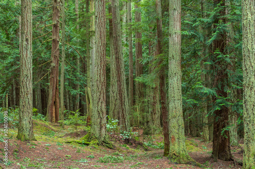 Landscape of a path in a moss and fern-filled forest at Washington Park in Anacortes  Washington