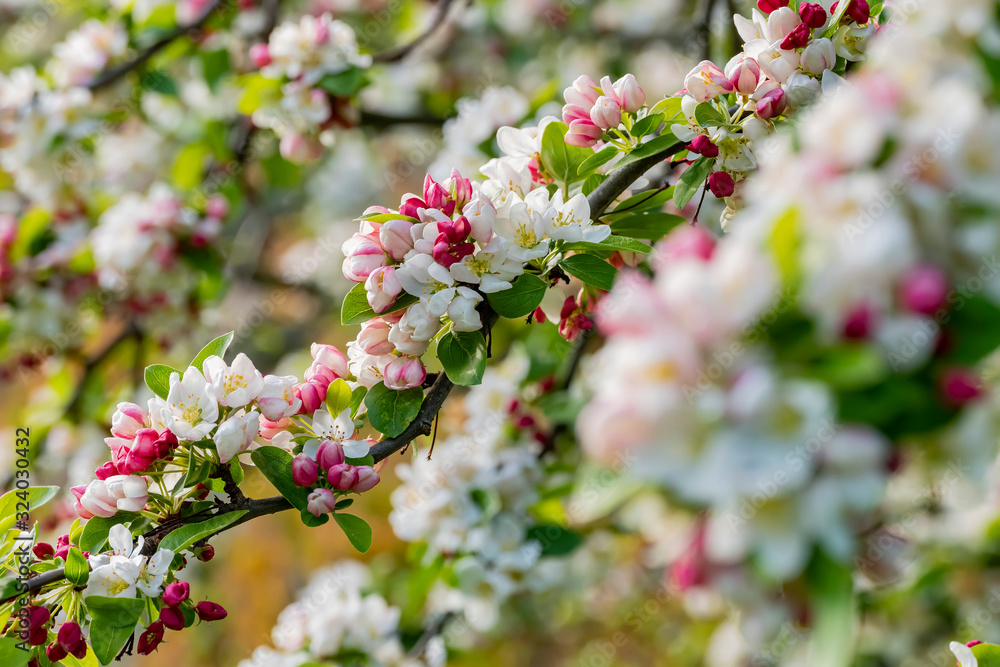 Φωτογραφία Close up shot of Malus 'Evereste' blossom in the Kew Garden