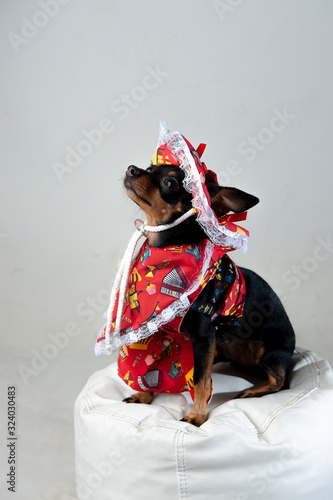 Pinscher, dog dressed as an old lady, on a white pouf. Ornate hat for Brazilian carnival.White background.Vertical. Space for your text.