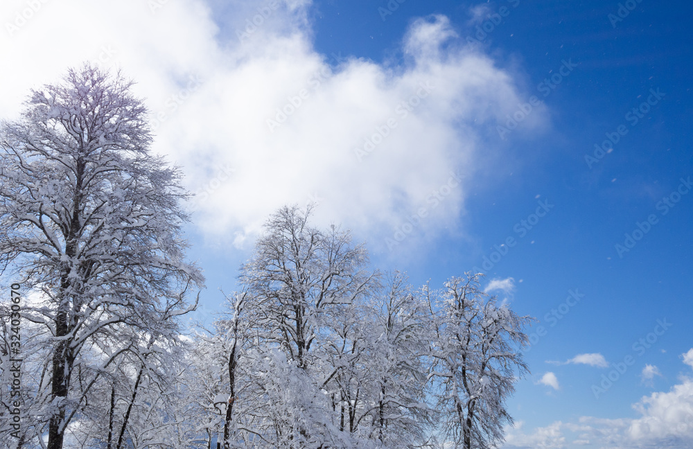 snow covered tree branches against bright blue sky with white clouds. bottom up view. natural and scenic background, copy space snow covered tree branches against bright blue sky with white clouds. bottom up view. natural and scenic background, copy space