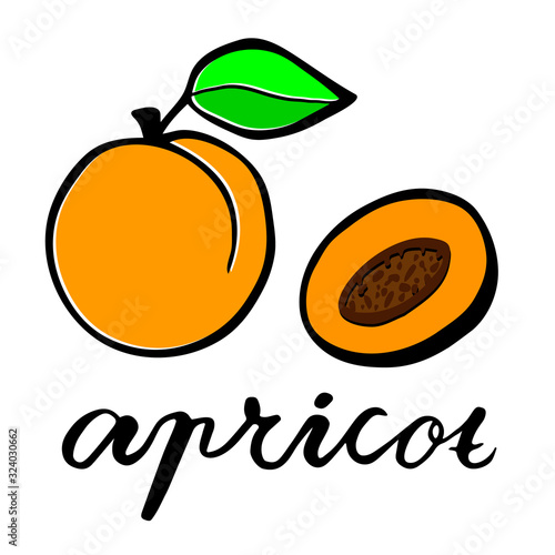 A ripe apricot, and the fruit in the cut. Flat vector illustration. Lettering word apricot