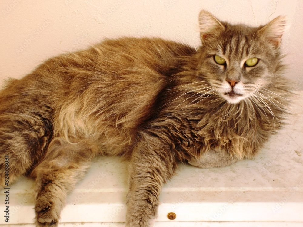 Φωτογραφία Portrait of beautiful sandy brown white beige cat with long fur coat eyes lookin
