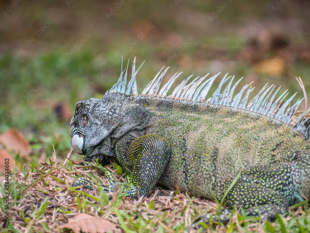 iguana on tree