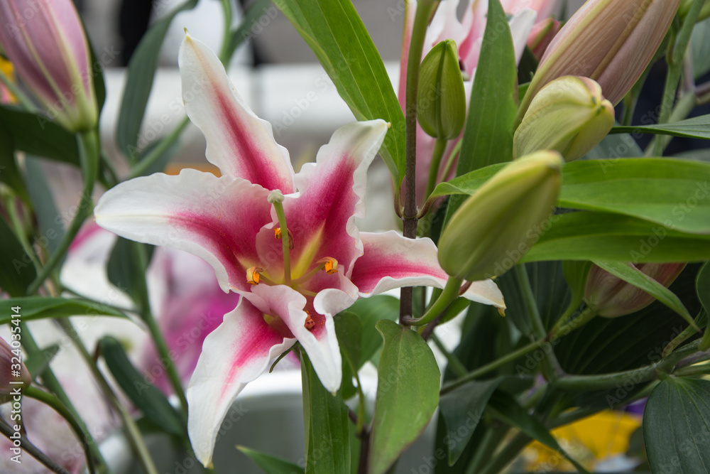 Lilium flower, white and pink, macro photography in the foreground