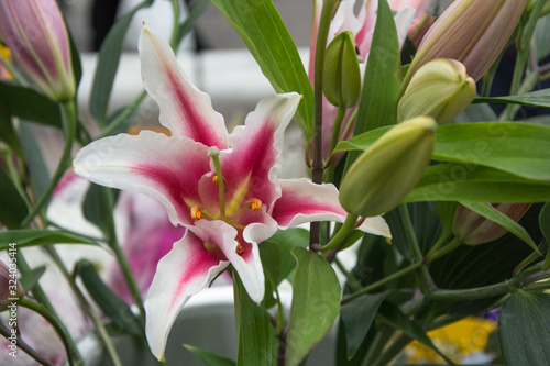 Lilium flower  white and pink  macro photography in the foreground