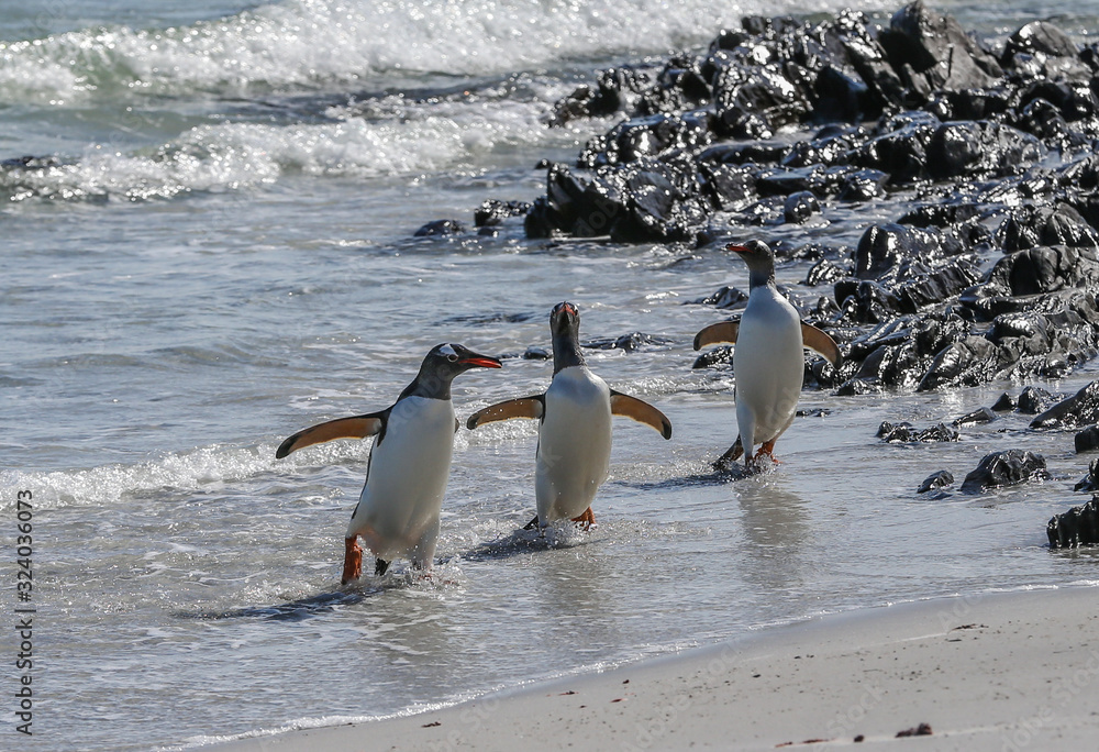 Fototapeta premium gentoo penguins