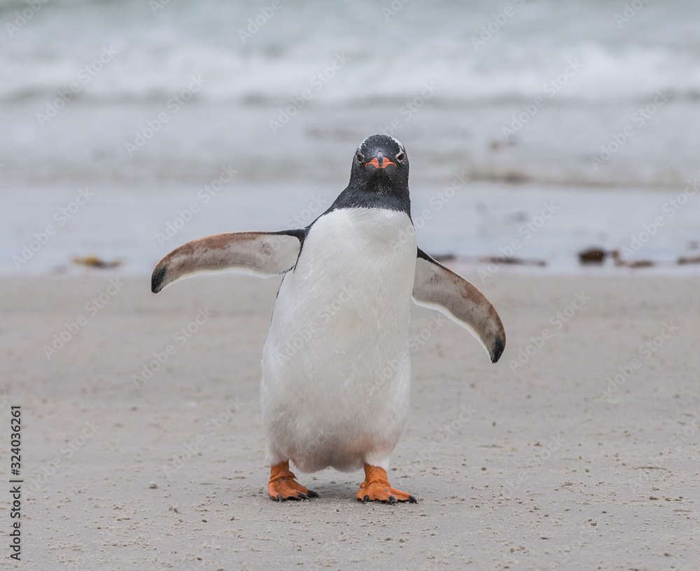Fototapeta premium gentoo penguins
