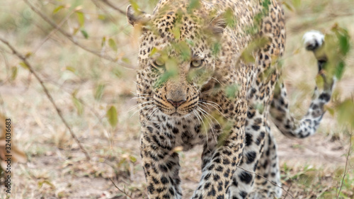 L  opard - Masa   Mara Kenya