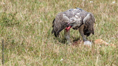 Vautours - Masaï Mara Kenya photo