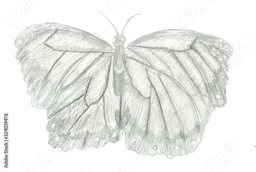 Motyl szkic ołówkiem 