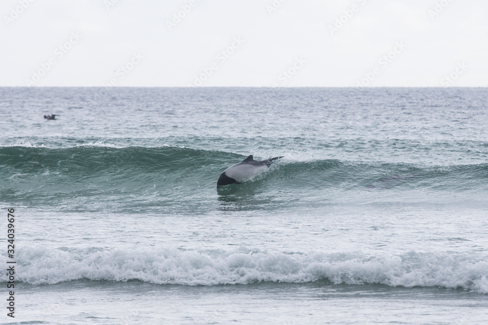 Fototapeta premium commerson dolphins 