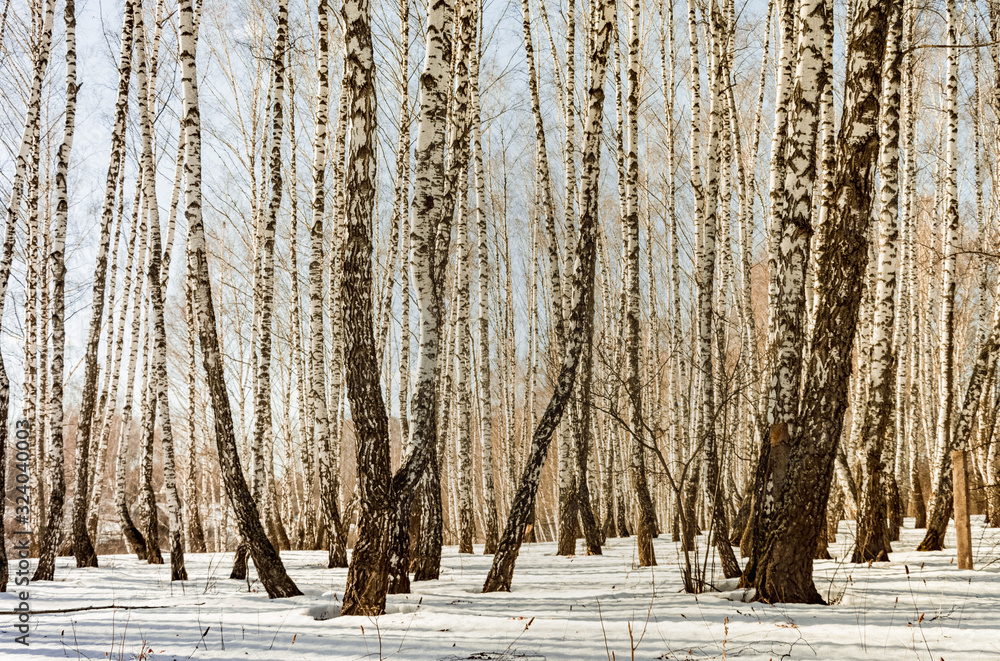 Fototapeta premium Sunny spring day in the forest with melted snow. Snow melts in early spring. Snow melts in the forest. Spring weather