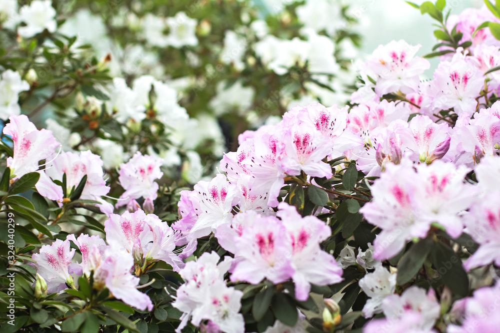 bush with pink blooming azalea - obrazy, fototapety, plakaty 