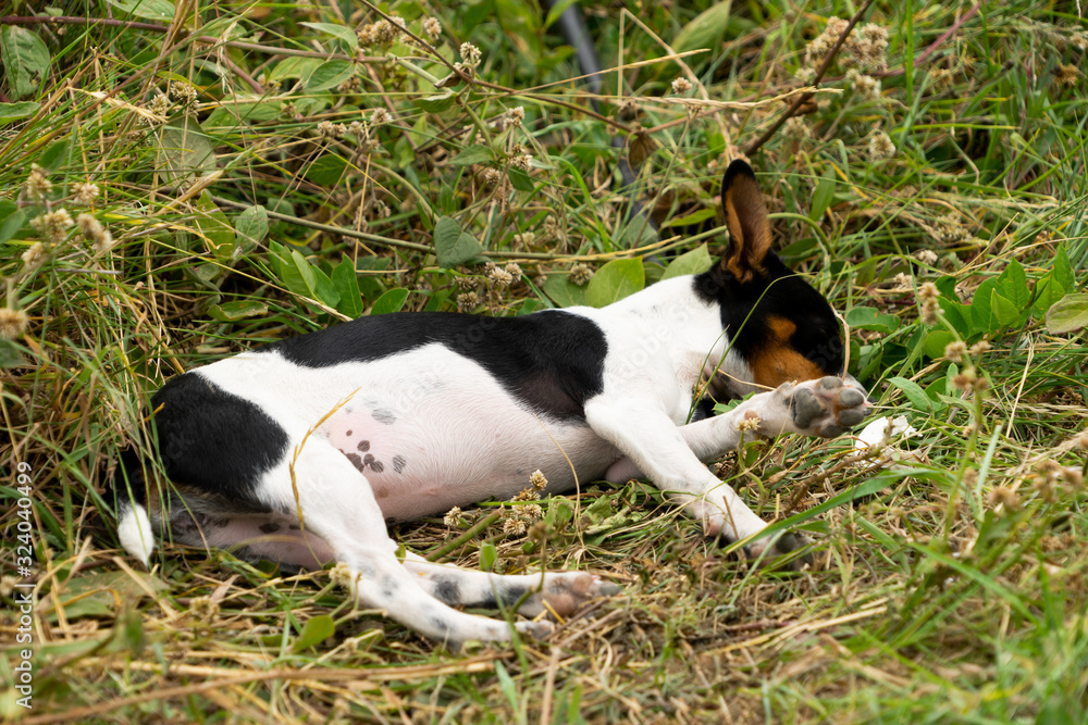 a small chihuahua sleeping a small chihuahua sleeping