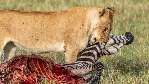 Lions - Masaï Mara Kenya