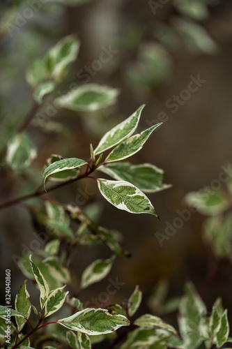 Branch of ficus benjamina with variegated leaves, selective focus, copy space. Motley background of green leaves with white spots on the branches of ficus Veniamin growing in the room