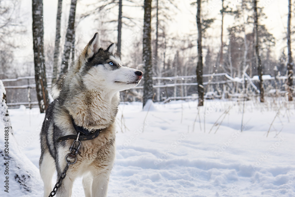Husky dog on a leash dreamily looks into the distance in winter