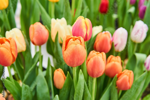 Fototapeta Naklejka Na Ścianę i Meble -  floral background - orange tulips