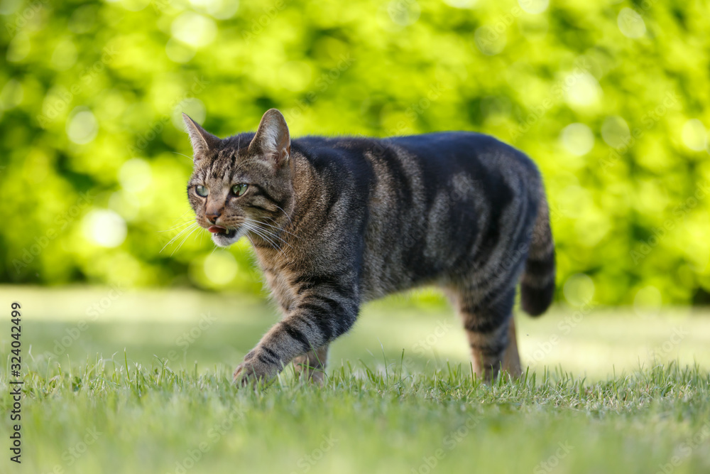 Hauskatze im Garten