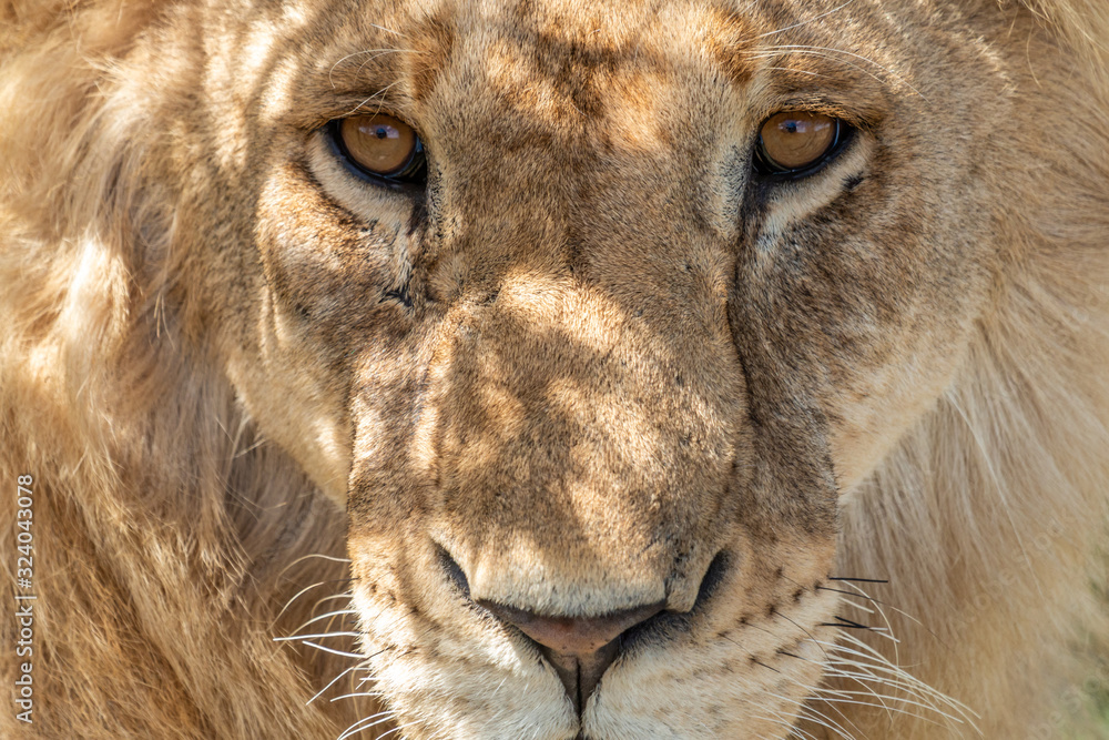Naklejka Lions - Masaï Mara Kenya