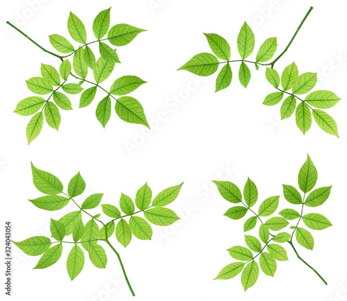 Set of green spring leaves for design and decoration. Isolated without shadow. Fresh leaves. Foliage. Spring, summer.