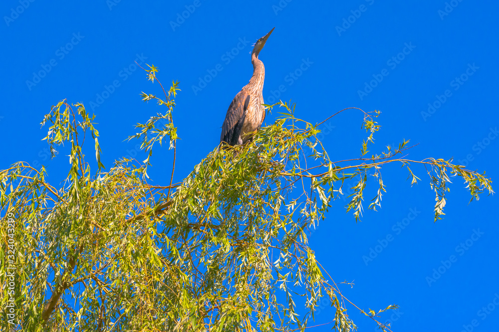 Great Blue Heron in a Tree