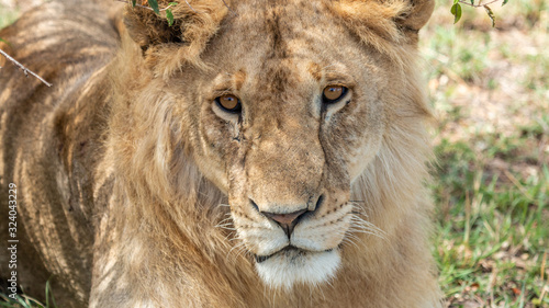 Lions - Masa   Mara Kenya
