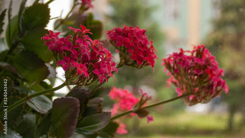 Obraz premium Flowers of a dark pink colanchoi against the background of a room window.
