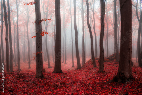 Foggy morning in red forest