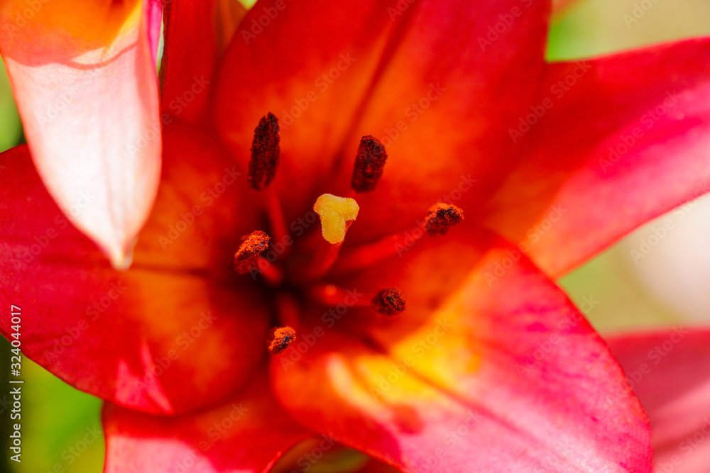 Beautiful red lilies flowers grow in the garden. Beautiful red lilies flowers grow in the garden.