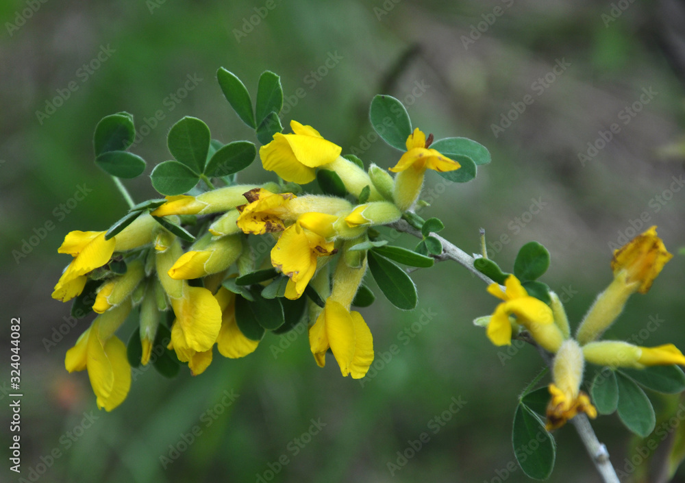 In spring, cytisus (Chamaecytisus ruthenicus) blooms in nature In spring, cytisus (Chamaecytisus ruthenicus) blooms in nature