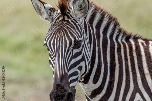 Zebre - Masa   Mara Kenya