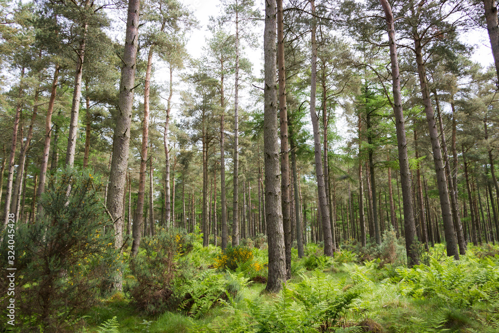 trees in the forest trees in the forest